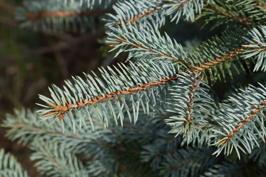 Blue spruce (Picea pungens) branches with blue-green needles