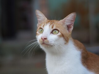 portrait of a cat © Bayu