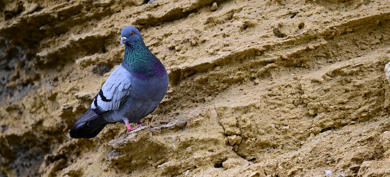 Felsentaube // Rock dove (Columba livia) - Vejer de la Frontera, Andalusien, Spanien