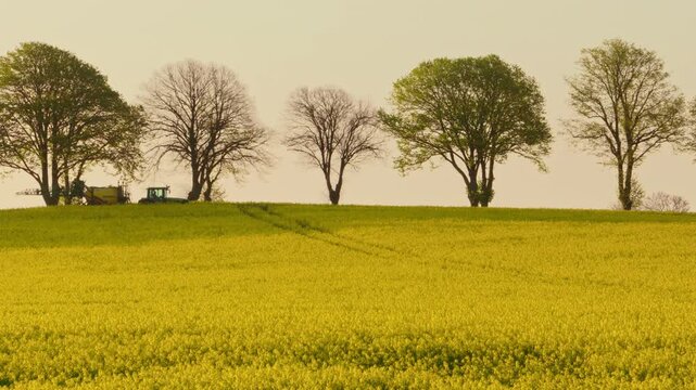 Agricultural sprayer moving across a vast flowering oilseed rape field in warm spring light, applying crop protection treatment across the yellow crop in a rural landscape bordered by mature trees.