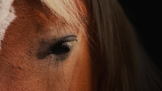 Warm sunlight illuminating a brown horse eye against a dark moody background. Close-up animal detail
