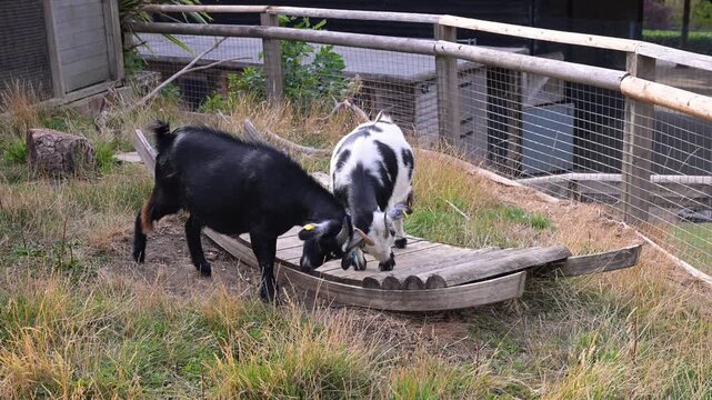 Two small goats play fight and butt heads on a curved wooden bridge inside a fenced animal enclosure on a dry grassy slope.