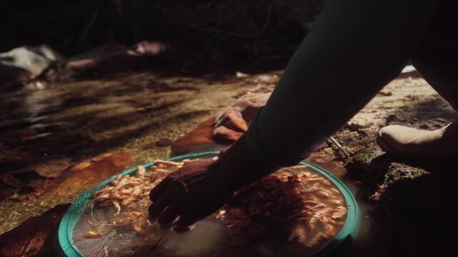Kalunga community member washes turmeric roots in a shallow stream in Chapada dos Veadeiros, Goias, Brazil, highlighting traditional plant processing and Cerrado water use, slow motion close up