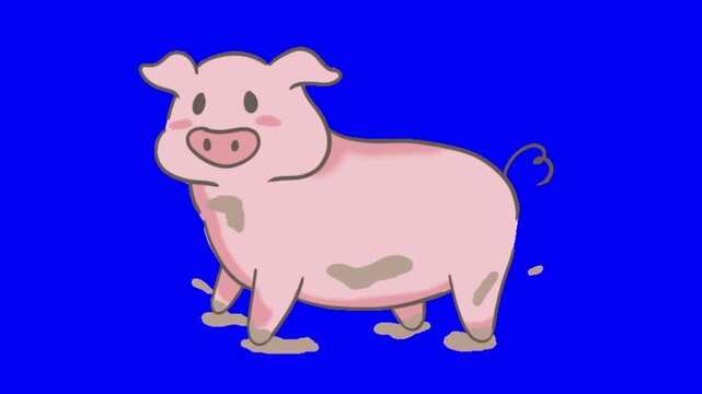 Three cute cartoon pigs walking and standing on a vibrant solid blue background screen with background which suitable stains bodies walking suitable chroma key key editing various style pigs mud
