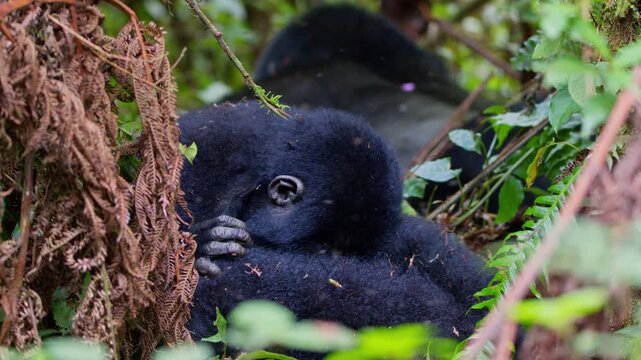 Juvenile mountain gorillas interact playfully among vines, branches and foliage in the forest of Uganda, Africa, during a wildlife trekking encounter