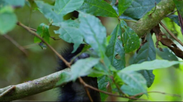 Mountain gorilla grips a mossy tree branch among broadleaf foliage and vines in Bwindi Impenetrable National Park, southwestern Uganda, Africa, close up wildlife footage