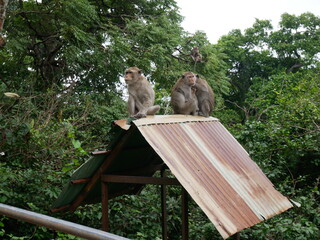 Monkeys © wee