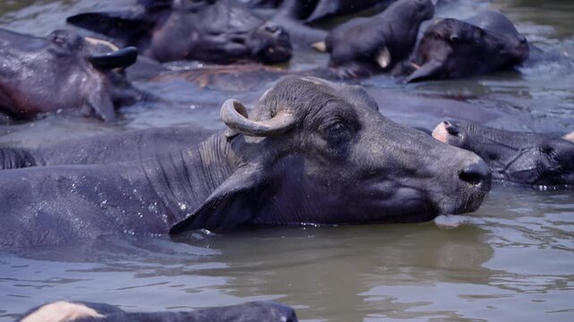 Water buffalo cooling down in a farm pond, enjoying a refreshing dip during a hot day in a rural Punjab farming scene
