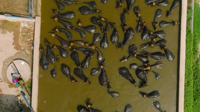 Herd of domestic water buffaloes keeping cool and submerged in a muddy pond on a farm in Punjab, Pakistan