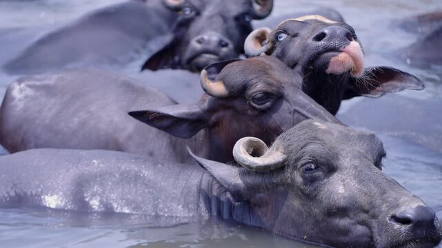 Water buffaloes cooling off in a farm pond. Livestock for agriculture and dairy in rural Punjab, Pakistan
