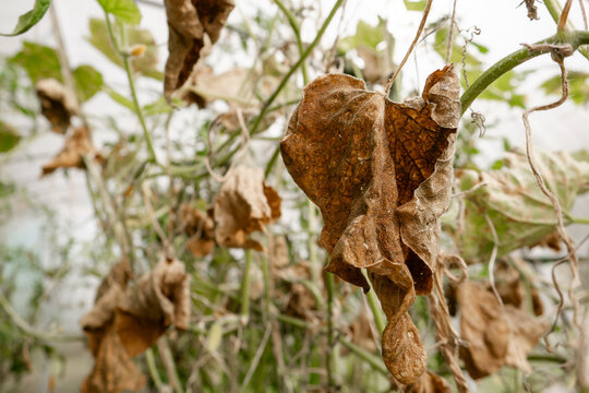 Detailed close-up of dry brown cucumber leaves affected by phytophthora disease or severe drought inside a commercial greenhouse