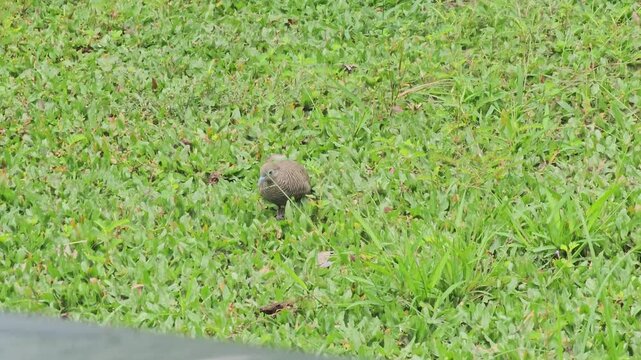 common pheasant in the grassSpotted dove in the lawn.Spotted dove in the bsckyard.Small bird pecks at grass near patchy weeds. Green field stretches wide and vibrant. 