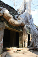 Obraz premium ruined buddhist and hindu khmer temple (ta prohm) in angkor in siem reap in cambodia 