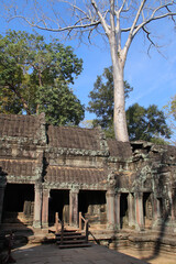 Obraz premium ruined buddhist and hindu khmer temple (ta prohm) in angkor in siem reap in cambodia 