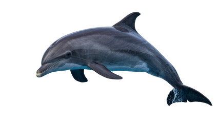 Graceful grey dolphin leaping from water, isolated on transparent background © JOSEPH