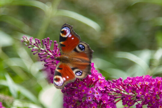 Peacock butterfly feeding on a purple buddleja davidii flower close up, Aglais io on butterfly bush with soft blurred green background.