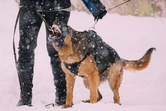Training Of Purebred German Shepherd Young Dog Or Alsatian Wolf Dog. Attack And Defence. Winter Snowy Day