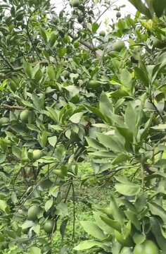 Lush Green Citrus Tree 