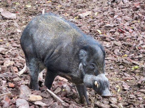 Cochon
