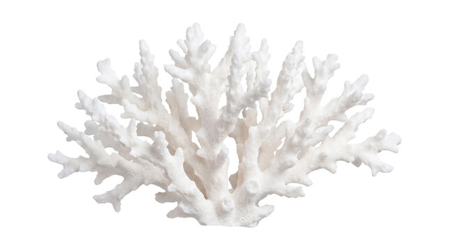 Natural white coral branch, bleached sea coral specimen, organic marine reef decoration for coastal interior design isolated PNG with Transparent Background