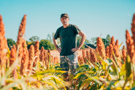 Male farmer standing with hands on his hips in the middle of a sorghum field, surrounded by rows of mature, reddish-brown seed heads under a clear blue sky.