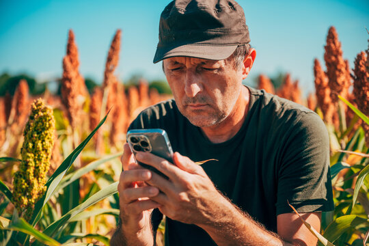 Male farmer wearing a cap crouching in a mature sorghum crop field while using a smartphone.
