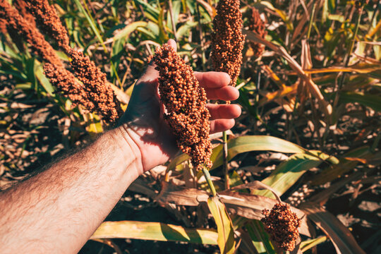 Close-up of a farmer's hand gently inspecting a golden sorghum seed head in a bright field.