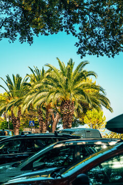 Shaded parking lot with palm trees under a blue sky in Kvarner Bay, Croatia. Concept of Mediterranean summer travel, vacation transport, and parking.