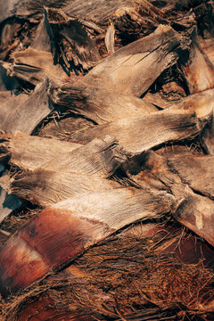 A vertical macro shot showcasing the layered, cross-hatched pattern of cut leaf bases on the trunk of a palm tree.