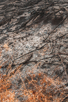 Vertical close-up shot of an ash-covered slope covered in charred roots and burnt twigs after a wildfire.