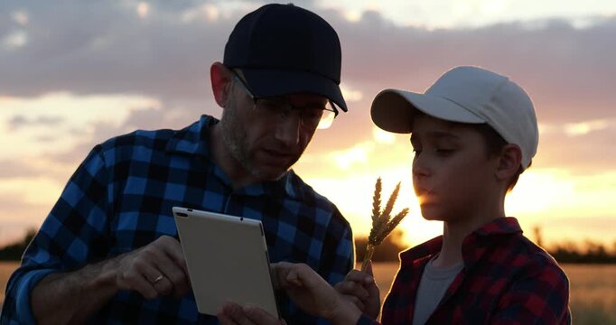 Farmer father and son examine wheat crop using tablet at sunset. Father shows field data while son holds wheat ears, representing family farming, agricultural knowledge, teamwork and rural tradition.