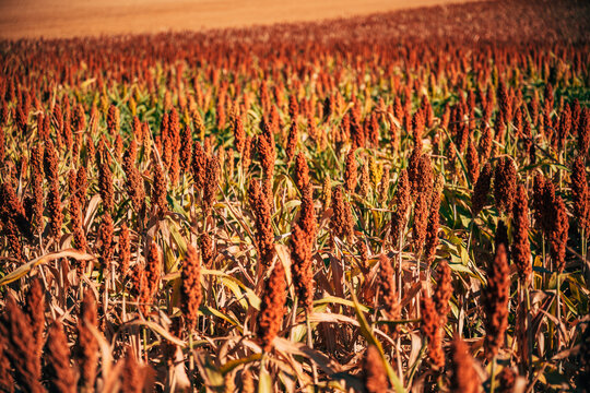 Vast agricultural field of ripe sorghum seed heads. Concept of sustainable grain farming, commercial cereal crop harvesting, bioenergy feedstock production, and agribusiness efficiency.