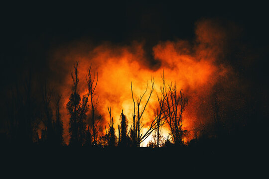 Silhouetted bare trees outlined against intense orange flames and billowing smoke during a nighttime forest fire.
