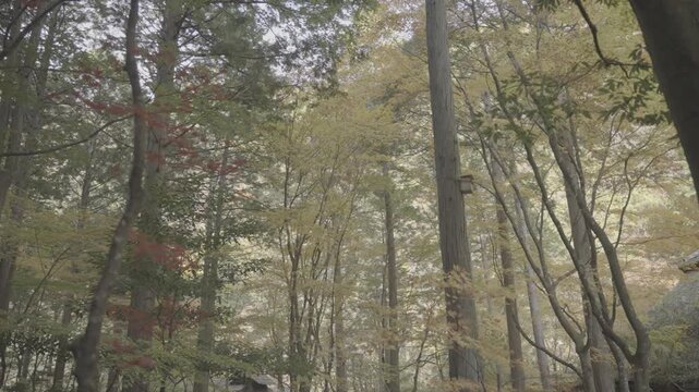 日本の原風景 鮮やかに赤や黄色に色づく木々と美しい秋の紅葉風景 Log撮影 / Japan's Unspoiled Landscape Vibrant Red and Yellow Autumn Leaves on Trees Log footage