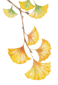 hand-painted watercolor illustration of ginkgo yellow leaves