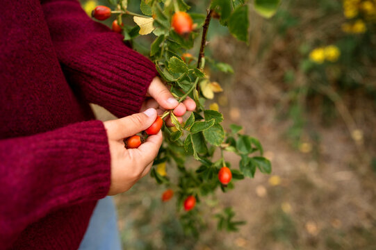 Hands carefully picking ripe red rose hips outdoors