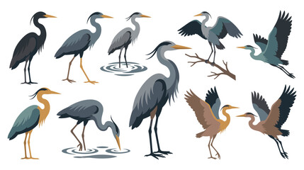 Obraz premium Blue heron bird collection in flat style colorful water bird poses.