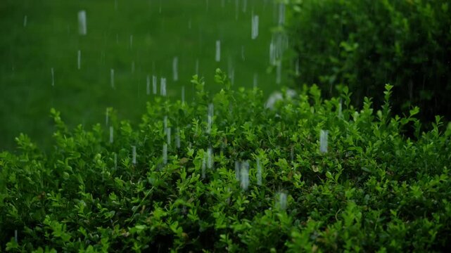 Heavy summer rain falling on lush green bushes and vegetation during an intense rainstorm.
