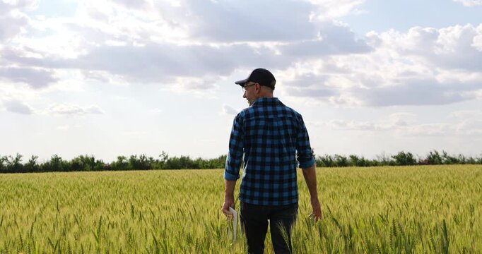 Farmer or agronomist walking through green wheat field with tablet and wheat stems, observing crops from behind. Digital technology, field monitoring and agriculture connect work with nature