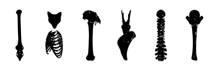 Fototapeta premium Medical Anatomy Silhouettes, Stylized Human Skeleton Icons, Medical Illustration for Healthcare and Science Concepts.