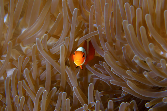 Nemo fish, also known scientifically as the clownfish, is a small and bright tropical fish.Physical AppearanceBright orange body with distinct white stripes.Black outlines bordering the white stripes.