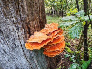 Żółciak siarkowy Laetiporus sulphureus żagwiowiec na drzewie w lesie © Perovskia