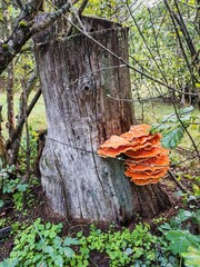 Żółciak siarkowy Laetiporus sulphureus żagwiowiec na drzewie w lesie © Perovskia