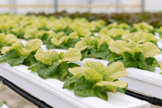 The Lettuce Plants in a Greenhouse Hydroponic System Demonstrate Modern Indoor Farming