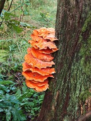 Żółciak siarkowy Laetiporus sulphureus żagwiowiec na drzewie w lesie © Perovskia