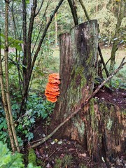 Żółciak siarkowy Laetiporus sulphureus żagwiowiec na drzewie w lesie © Perovskia