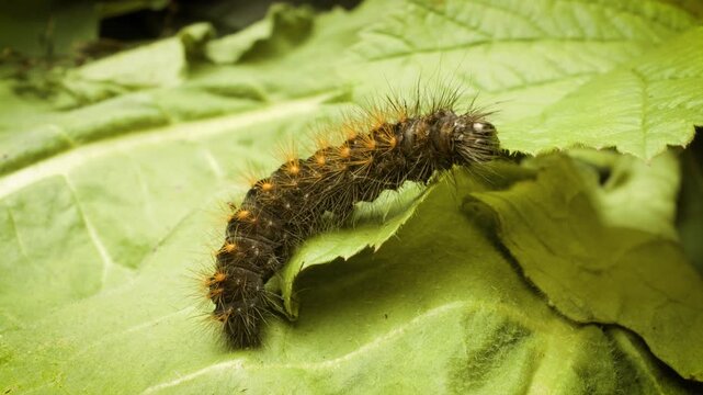 close-up of Acronicta auricoma larva feeding on a leaf