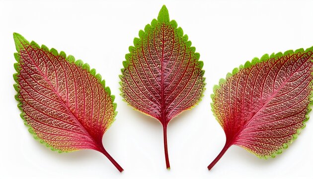 Three Coleus Leaves
