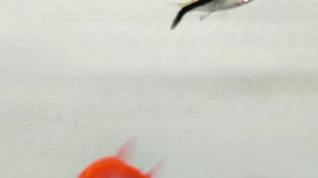 Red and Silver Tropical Fish Swimming in White Aquarium
