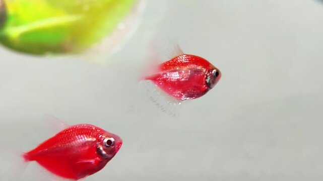 Vibrant Red Glofish Tetras Swimming in Freshwater Aquarium